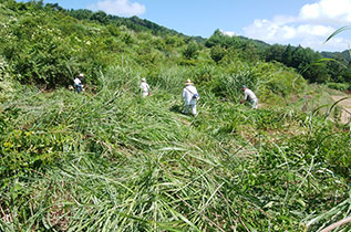 開墾作業の様子