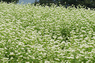そばの開花